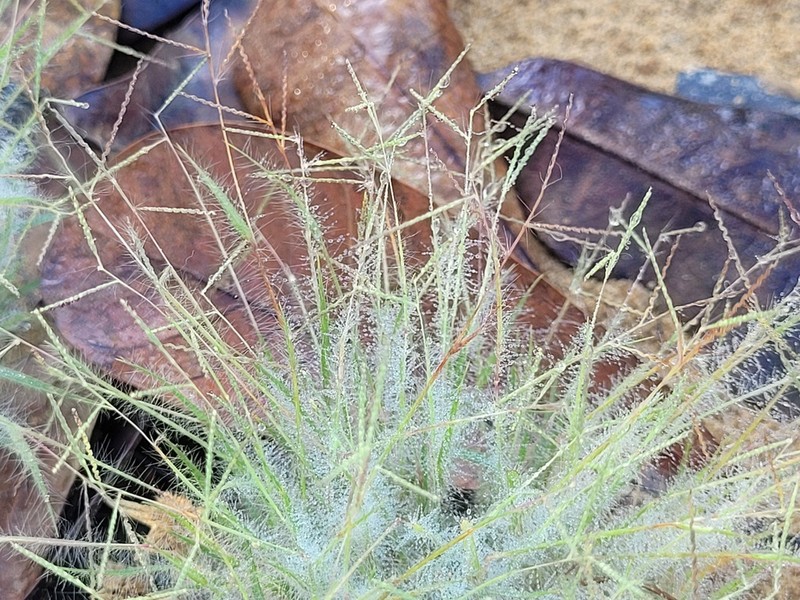 Smallseed Paspalum photo 6