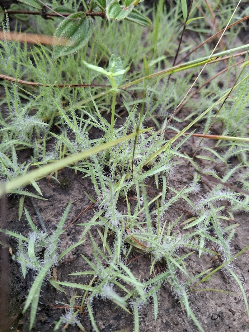 Smallseed Paspalum photo 7