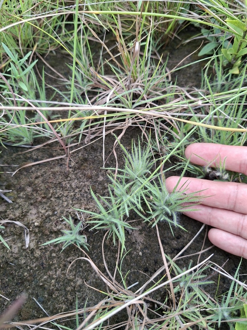 Smallseed Paspalum photo 8