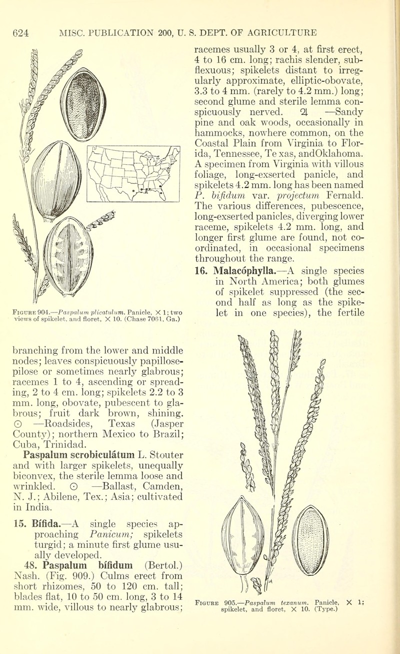 Brownseed Paspalum photo 4