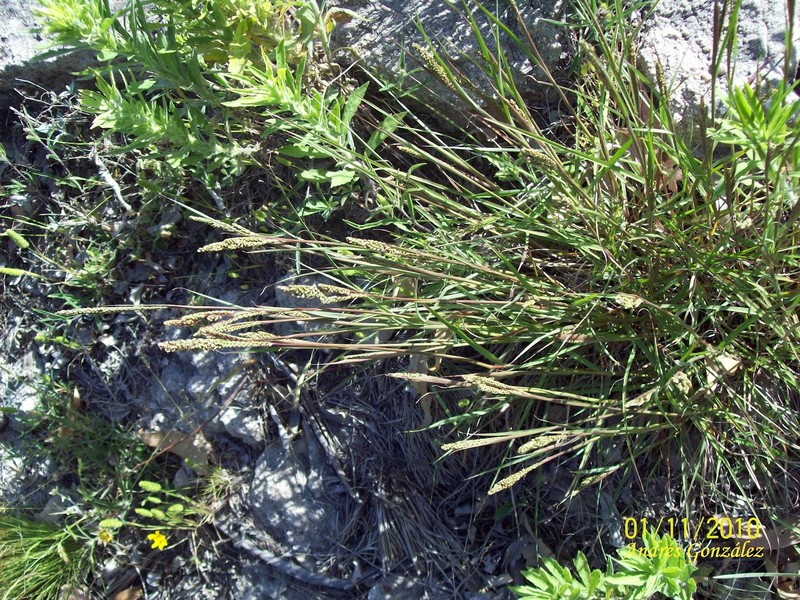 Brownseed Paspalum photo 5