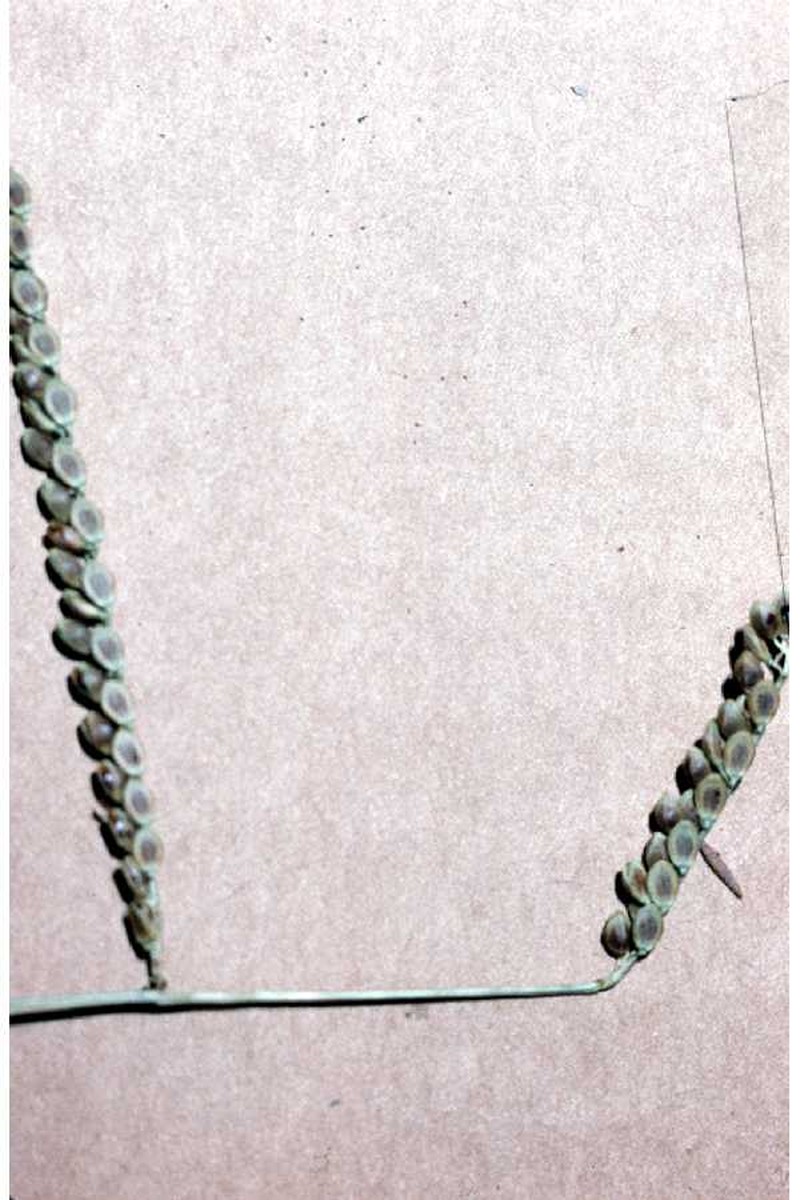 Brownseed Paspalum