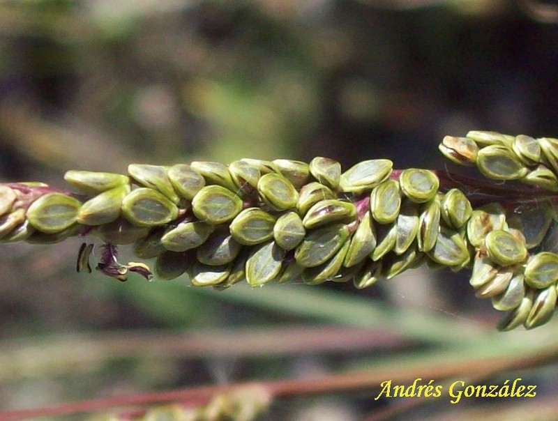 Brownseed Paspalum photo 2
