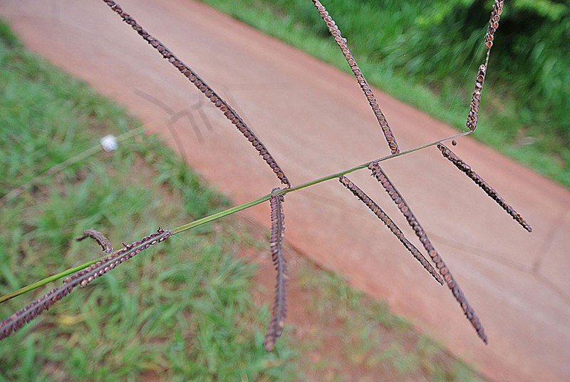 Brownseed Paspalum photo 3