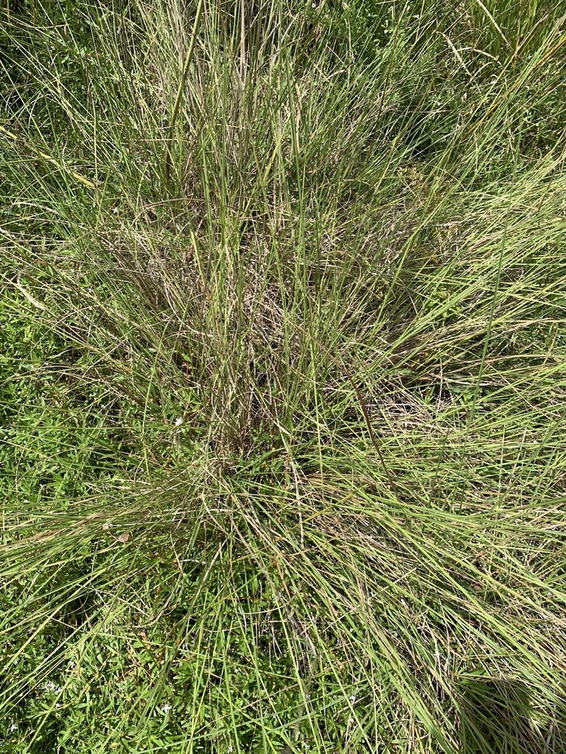Brownseed Paspalum photo 3