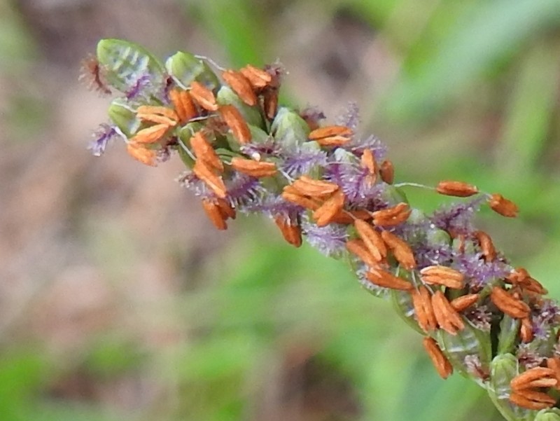 Brownseed Paspalum photo 4