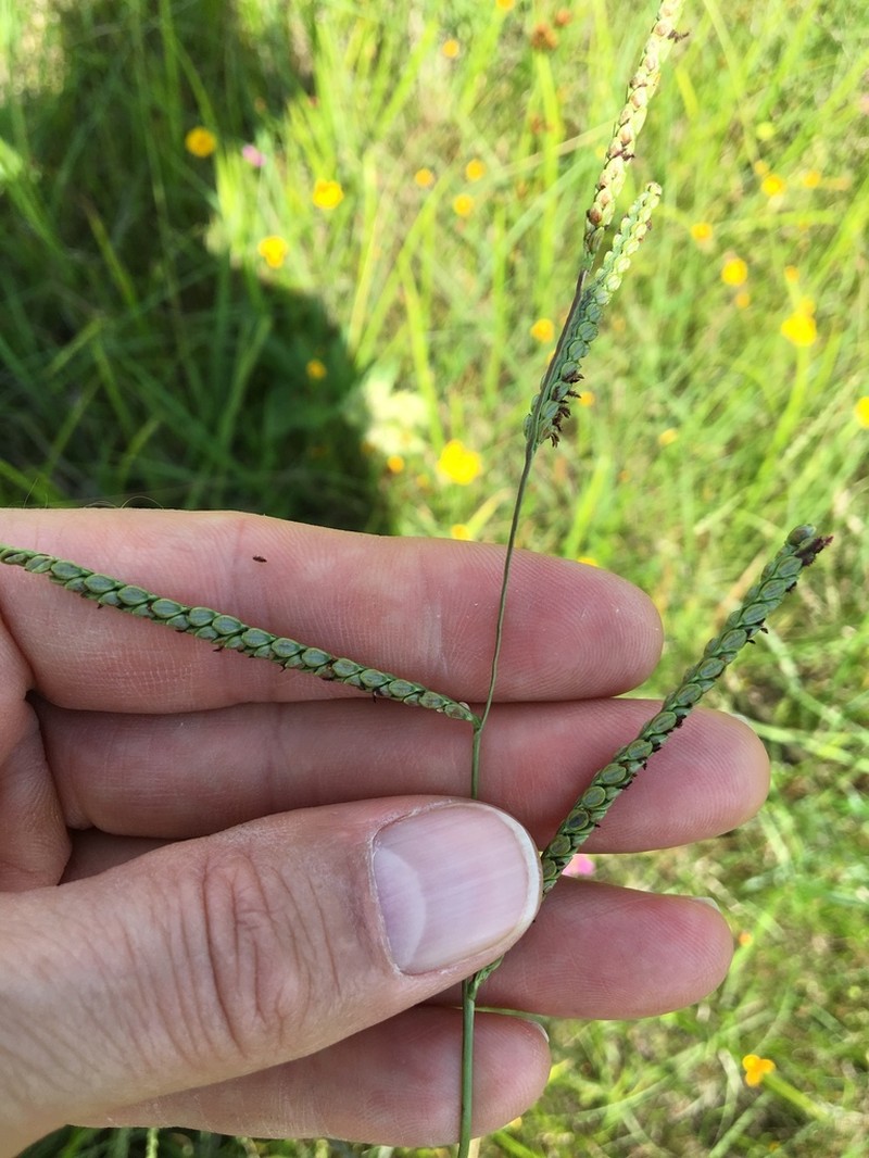 Brownseed Paspalum photo 5