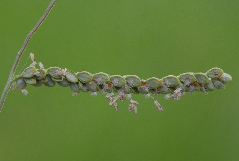 Brownseed Paspalum photo 6