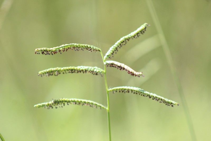 Brownseed Paspalum photo 7