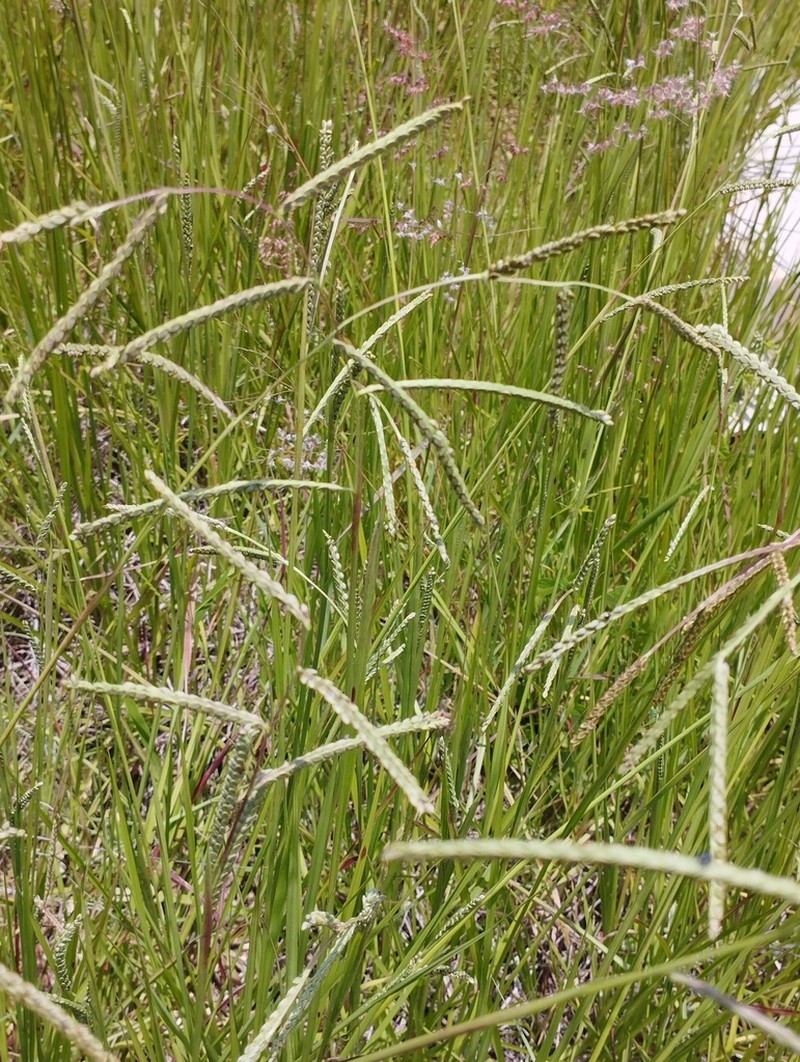 Brownseed Paspalum photo 8