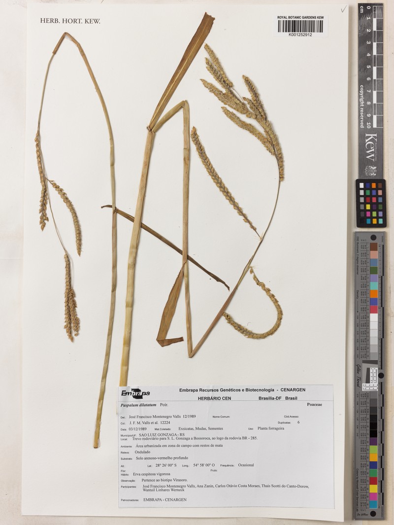 Paspalum plurinerve