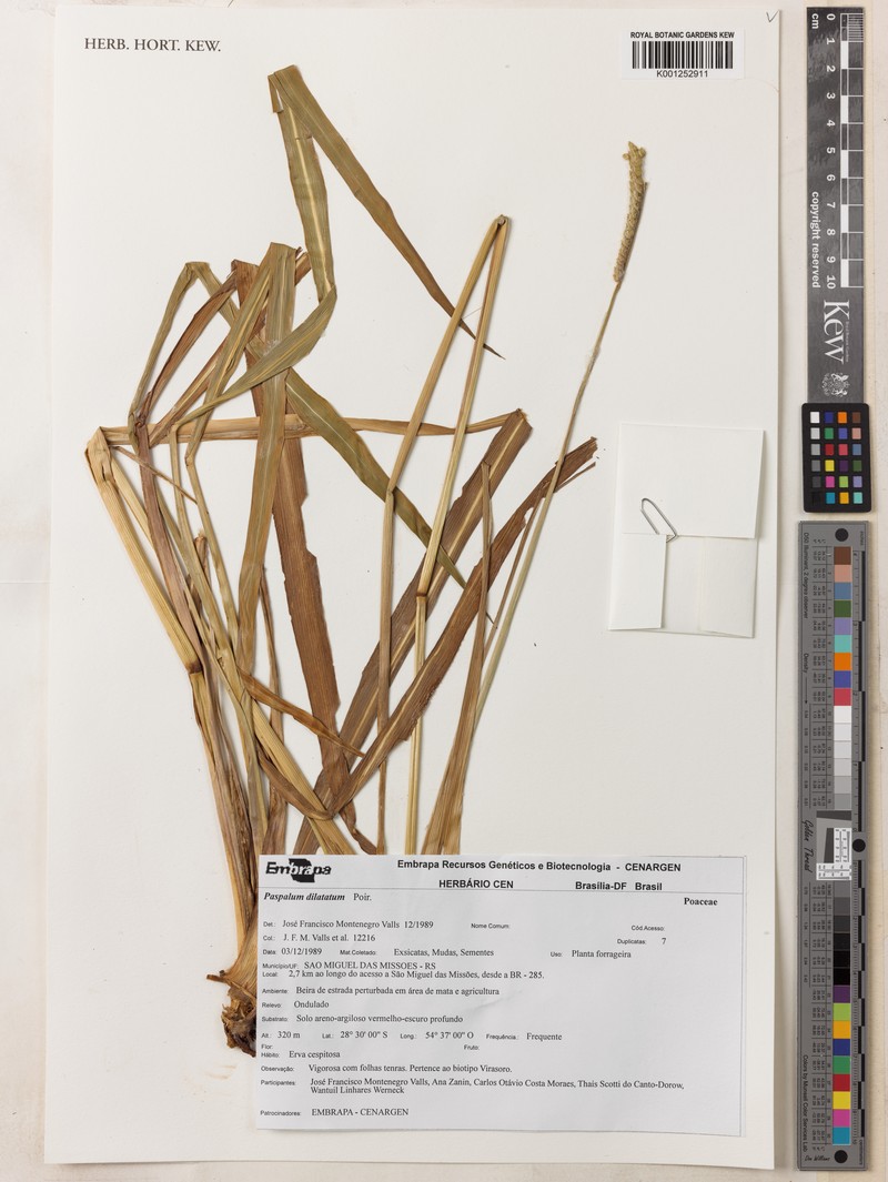 Paspalum plurinerve photo 2