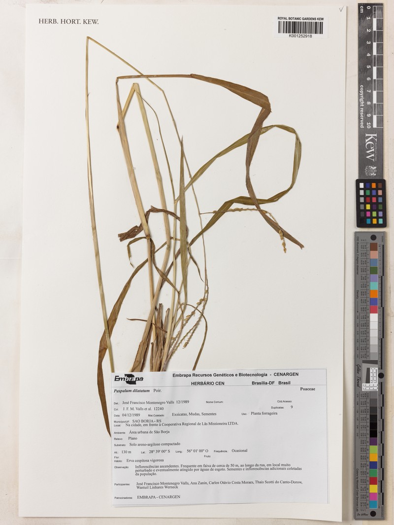 Paspalum plurinerve photo 3