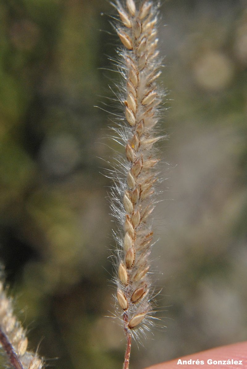 Paspalum polyphyllum