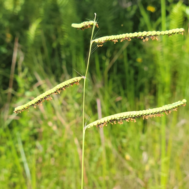 Early Paspalum