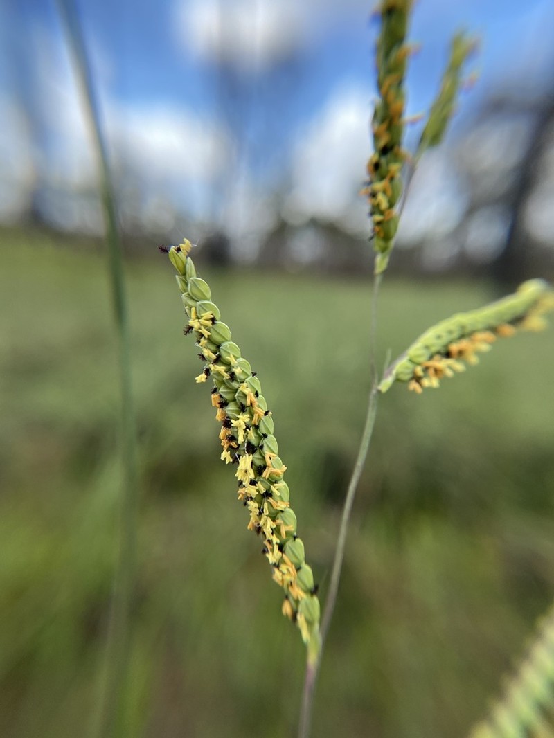 Early Paspalum photo 2