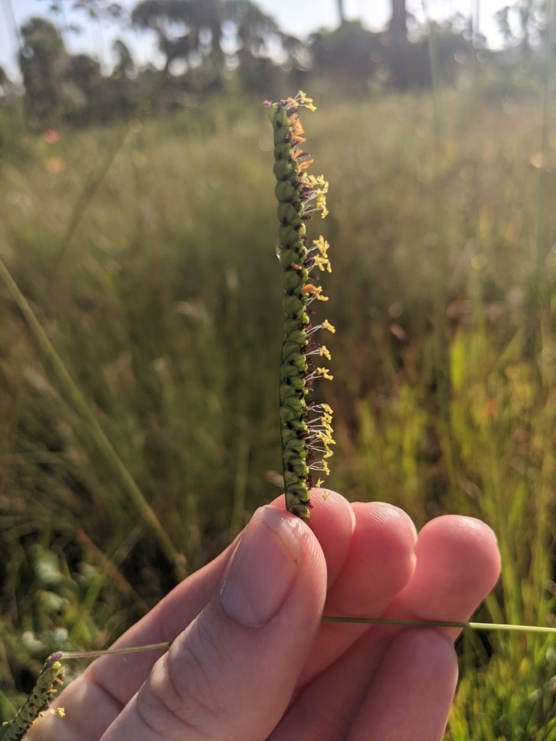 Early Paspalum photo 3