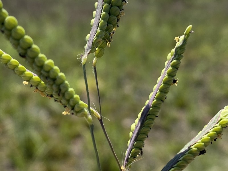 Early Paspalum photo 4