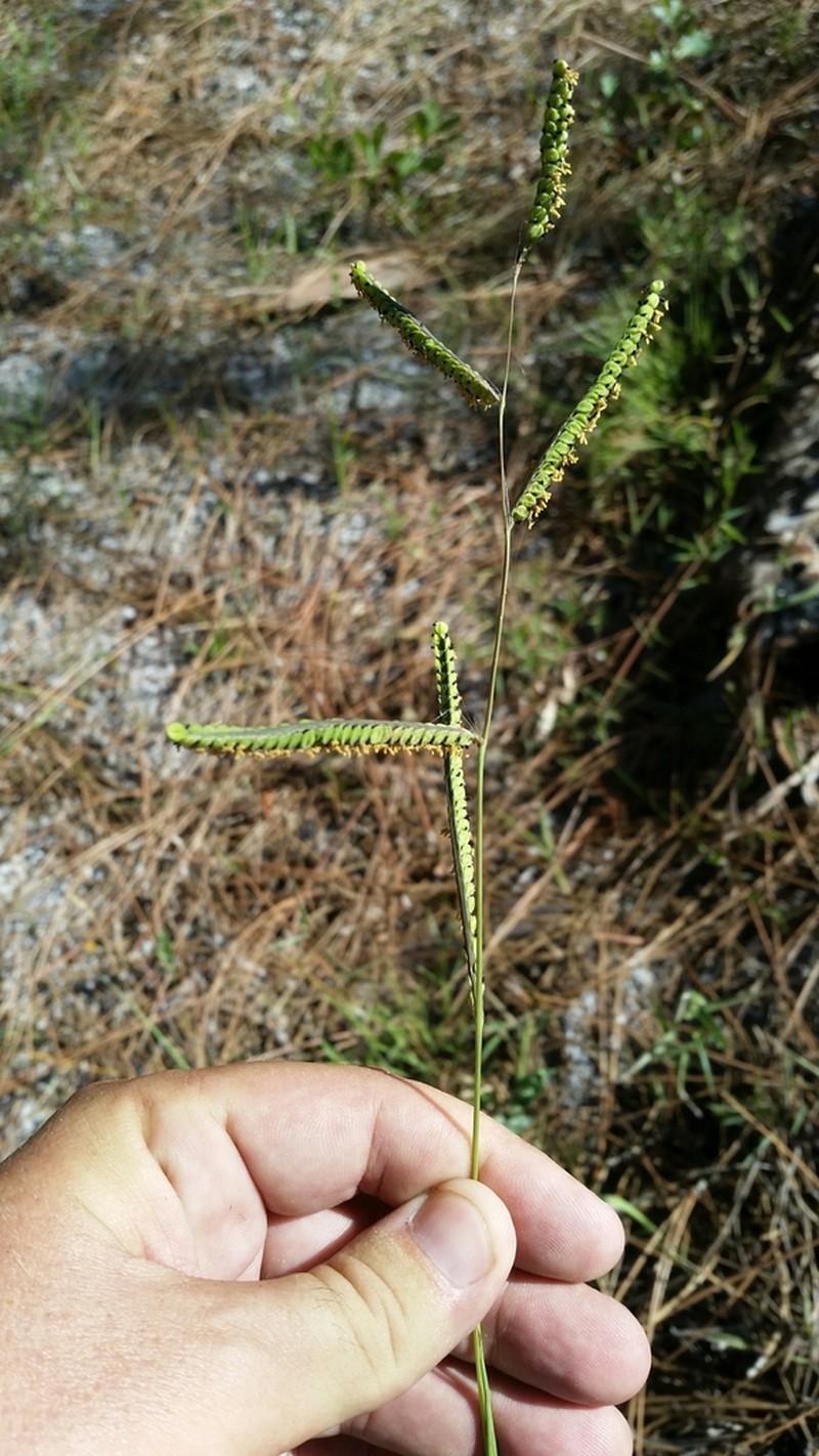 Early Paspalum photo 5