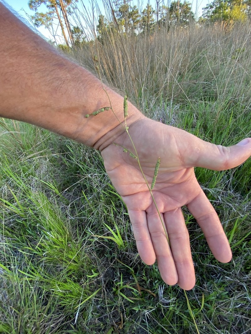 Early Paspalum photo 7