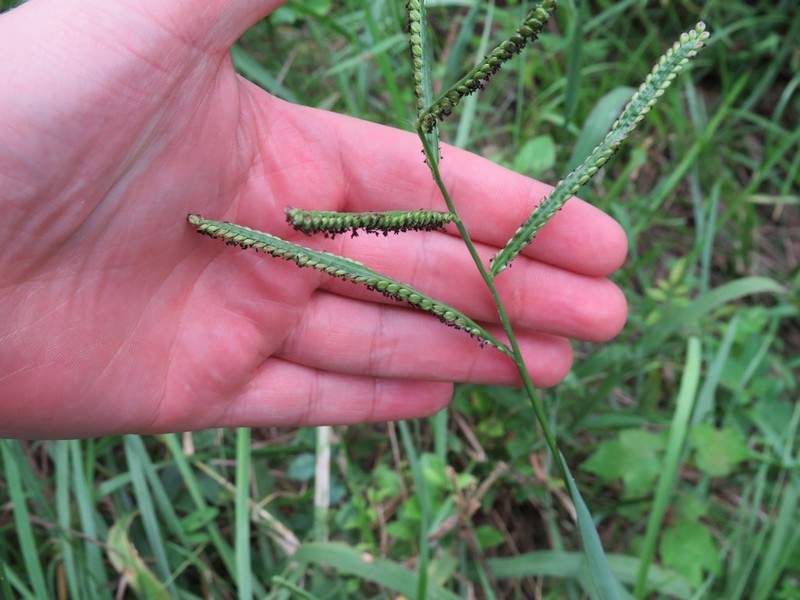 Hairyseed Paspalum
