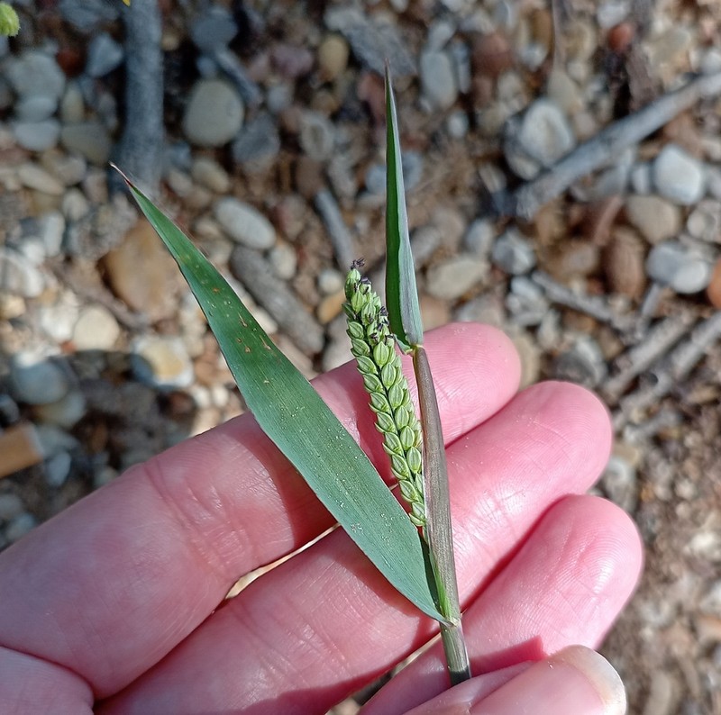 Hairyseed Paspalum photo 2