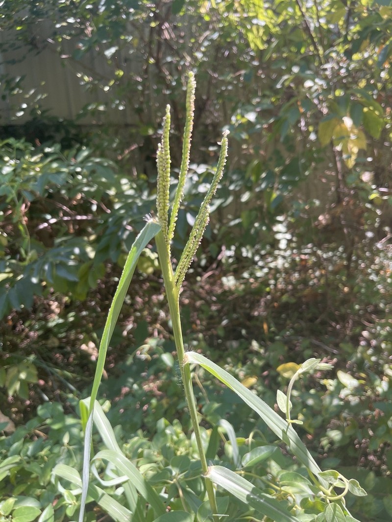 Hairyseed Paspalum photo 3