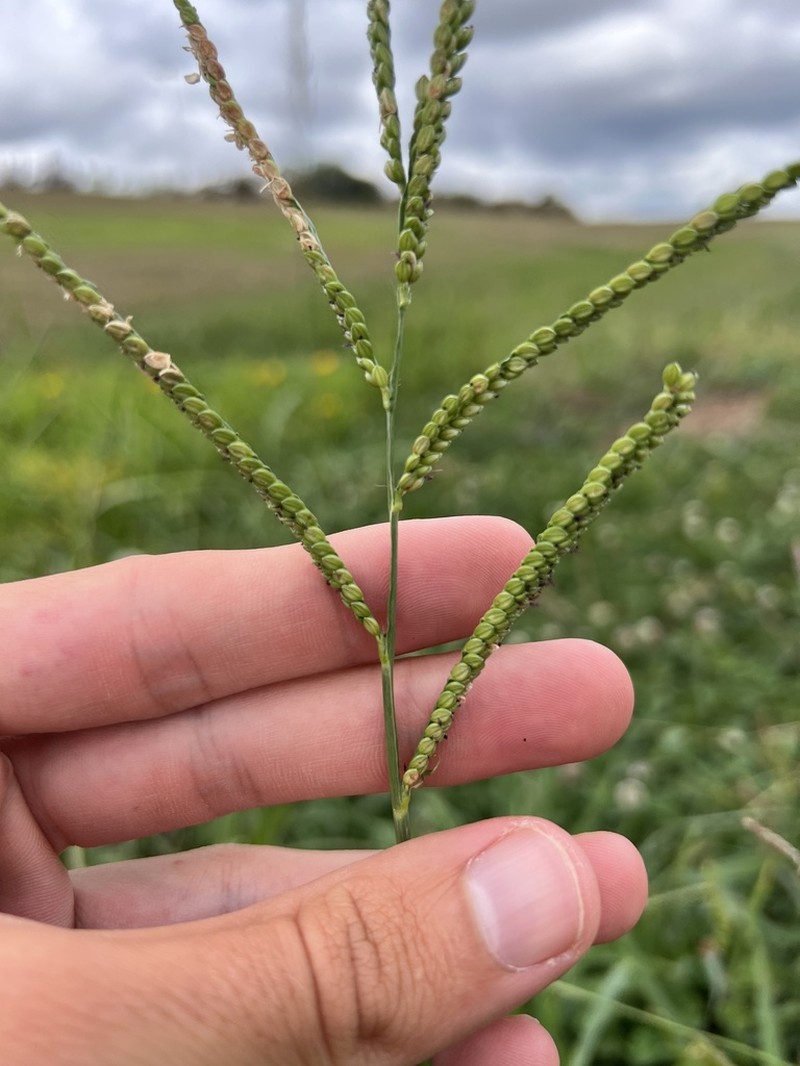 Hairyseed Paspalum photo 4