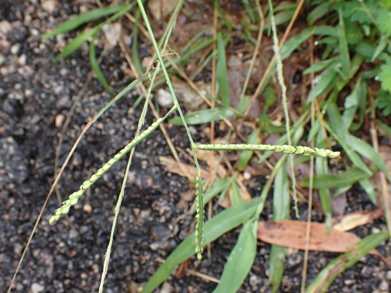 Hairyseed Paspalum photo 5