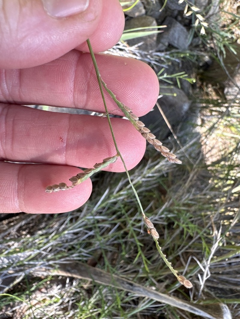 Hairyseed Paspalum photo 6