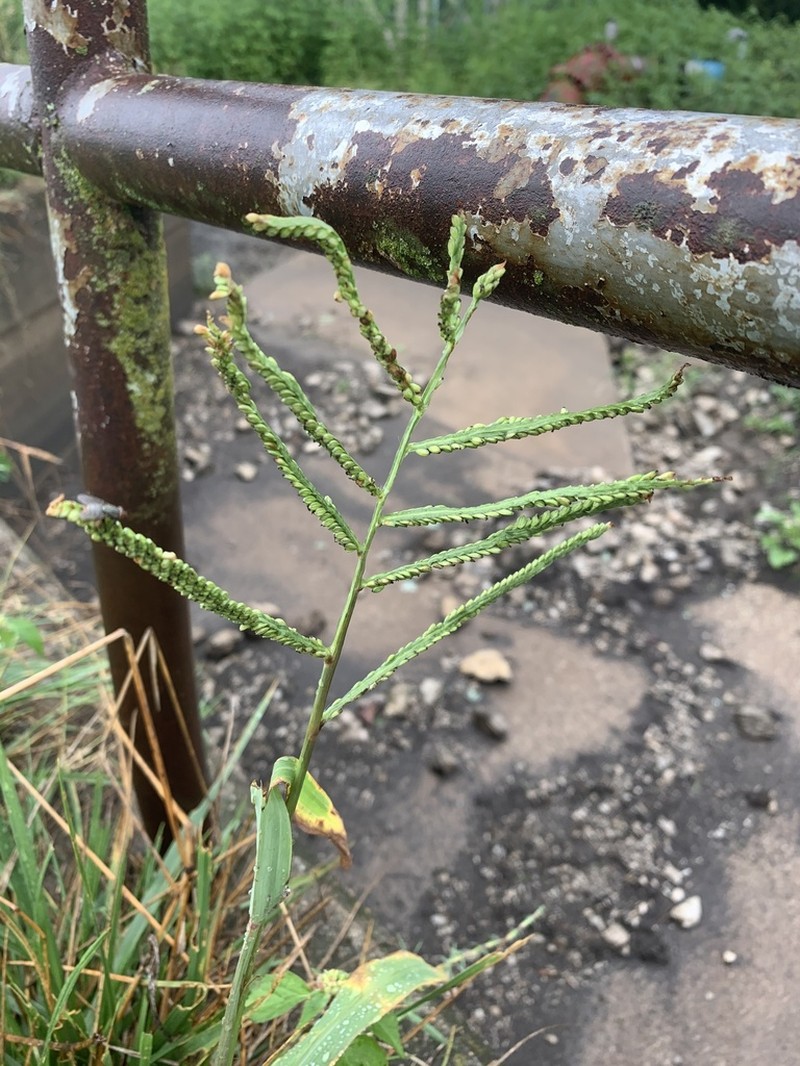 Hairyseed Paspalum photo 7