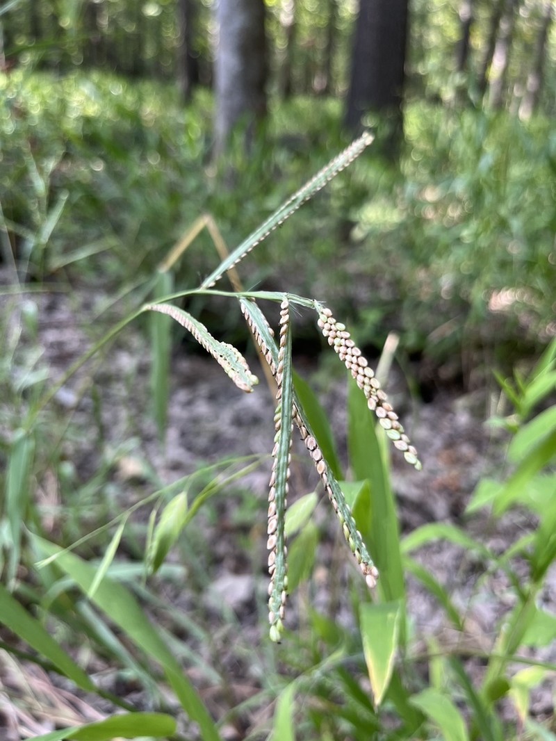 Hairyseed Paspalum photo 8