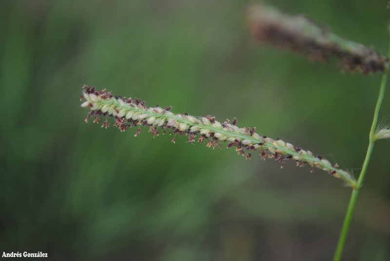 Tussock Paspalum photo 4