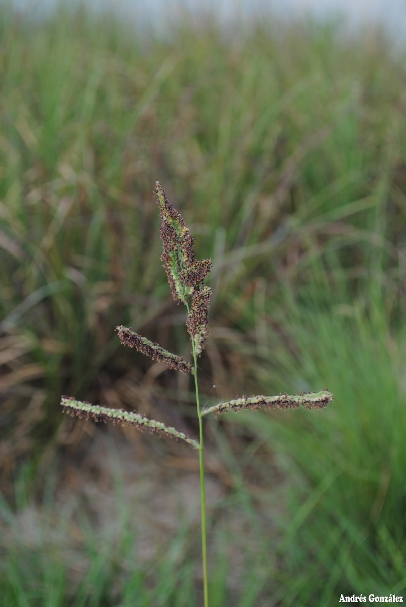 Tussock Paspalum photo 5