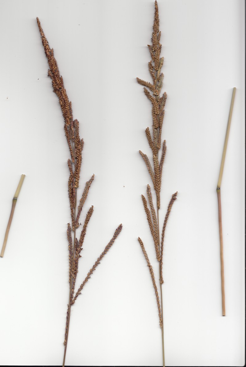 Tussock Paspalum photo 6