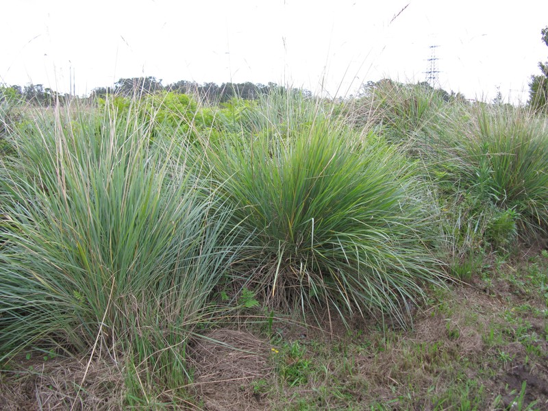 Tussock Paspalum