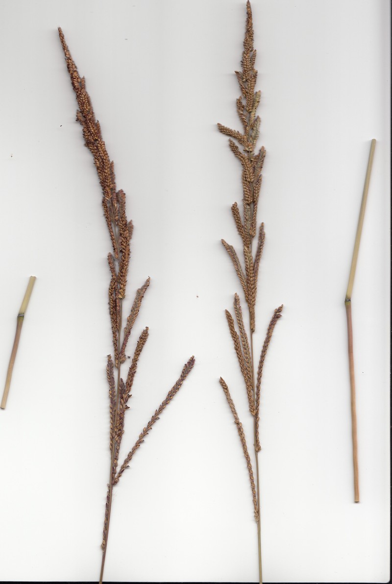 Tussock Paspalum photo 2
