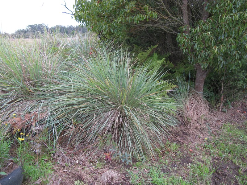 Tussock Paspalum photo 3