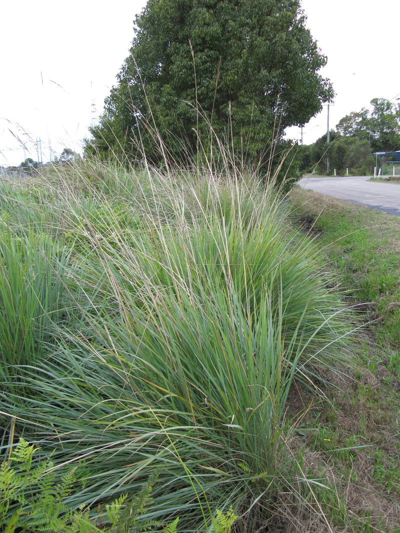 Tussock Paspalum photo 7