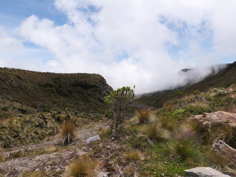 Tussock Paspalum photo 8