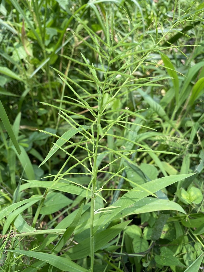 Horsetail Paspalum