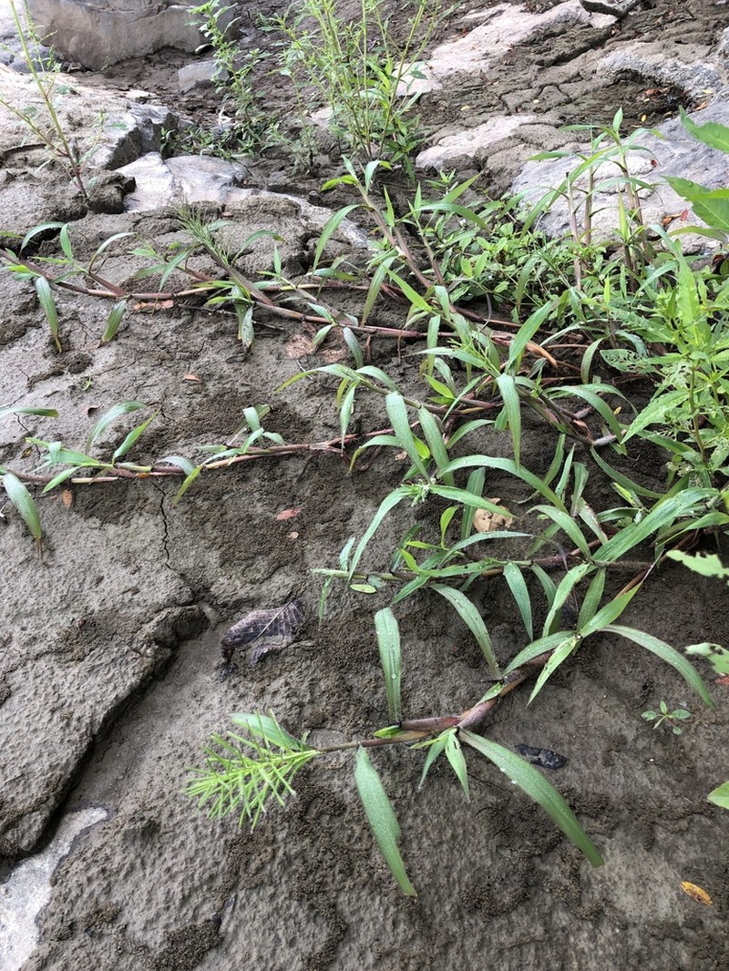 Horsetail Paspalum photo 2