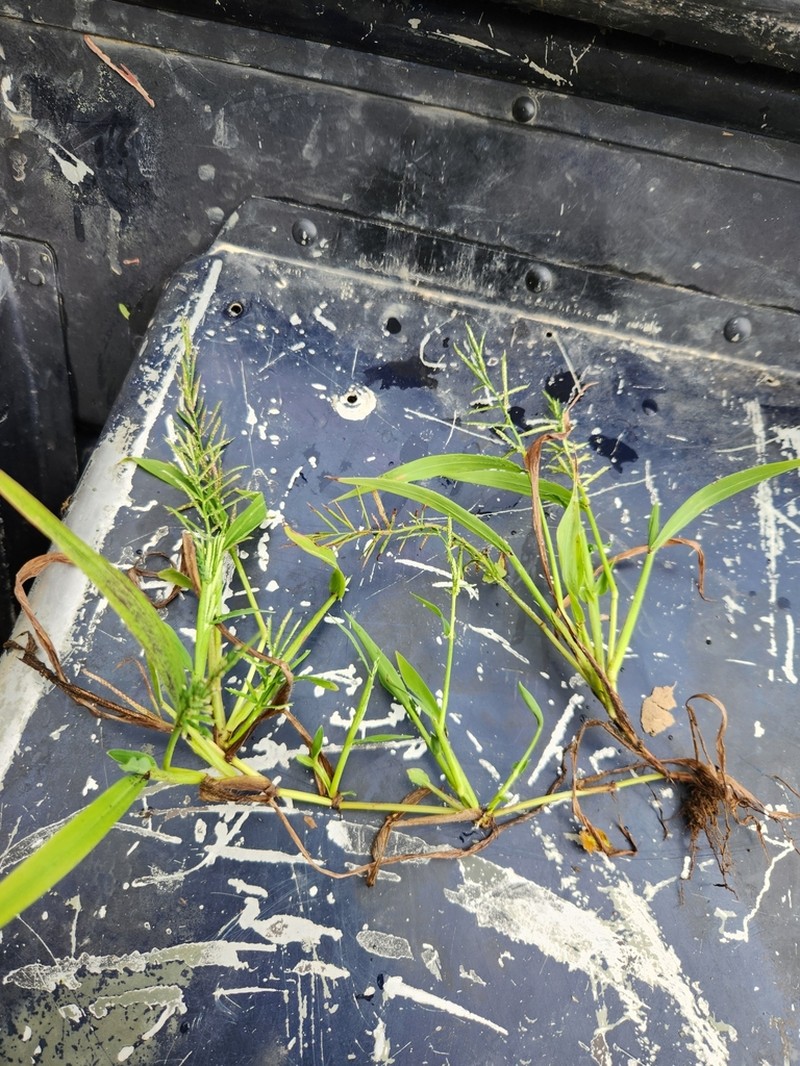 Horsetail Paspalum photo 3
