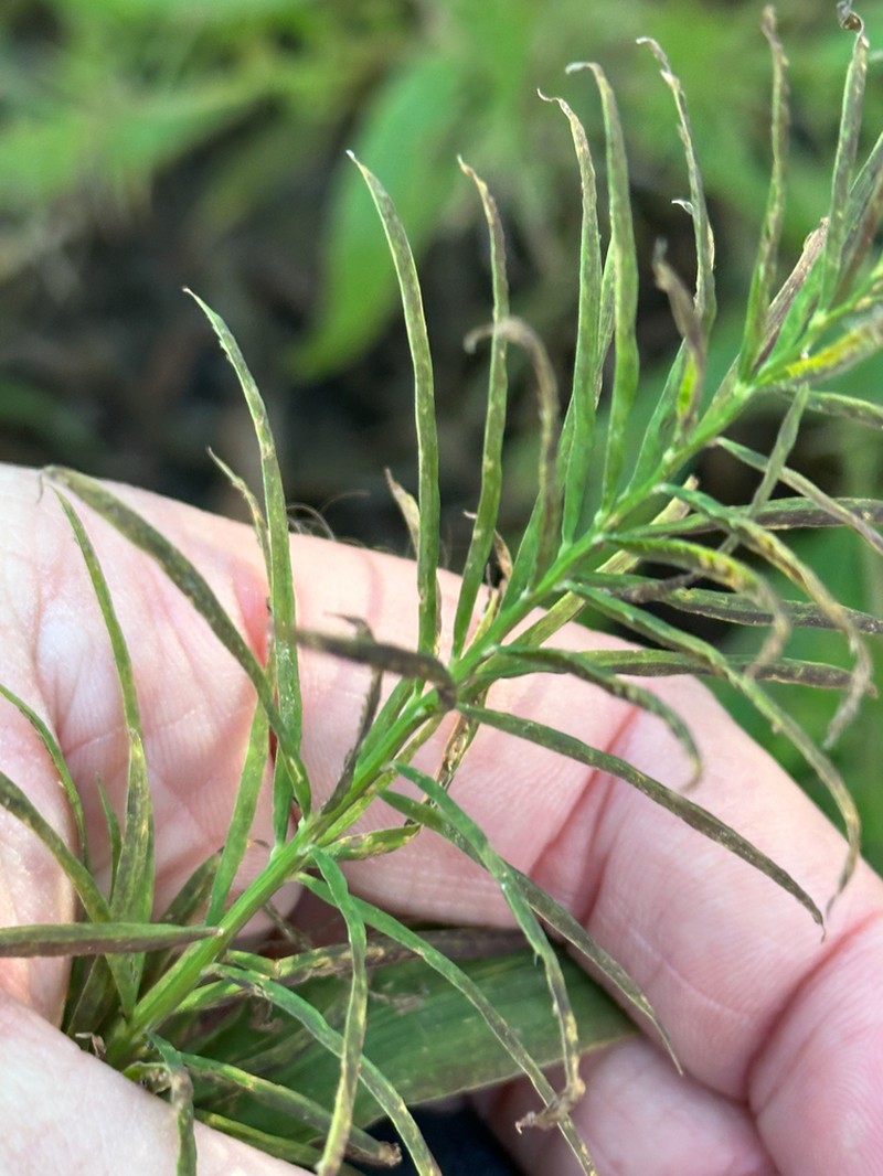 Horsetail Paspalum photo 4