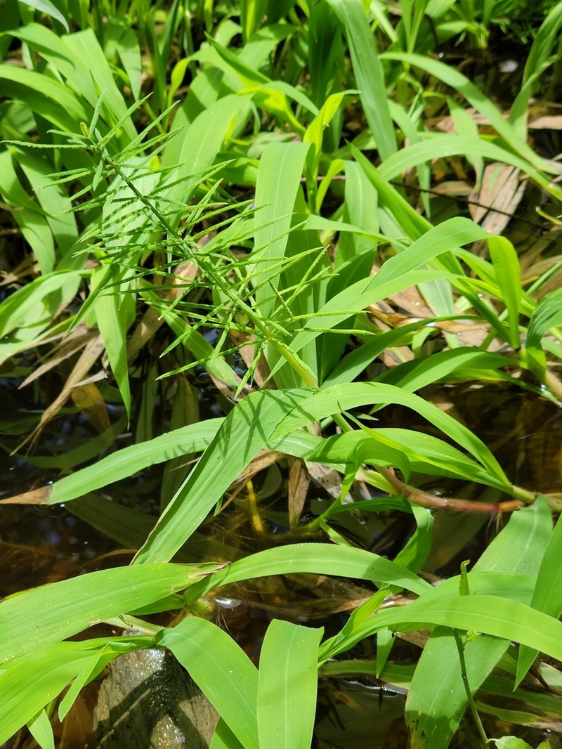 Horsetail Paspalum photo 5