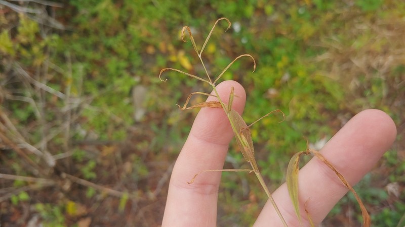 Horsetail Paspalum photo 6