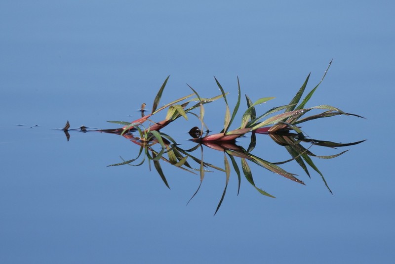 Horsetail Paspalum photo 8
