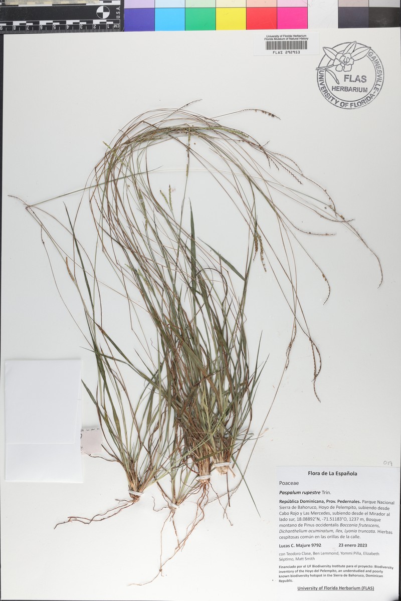 Rock Paspalum