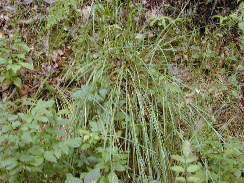 Kodomillet photo 4