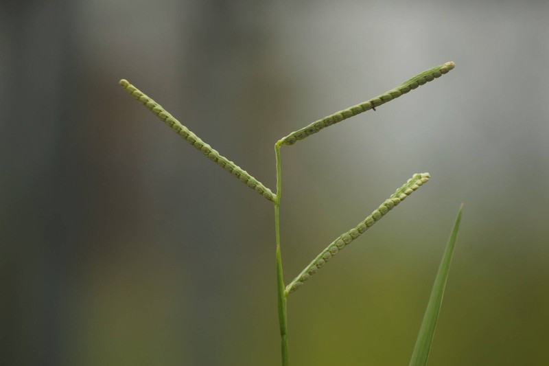 Bull Crowngrass